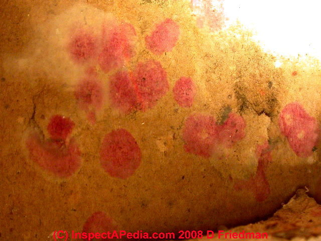 Red Mold