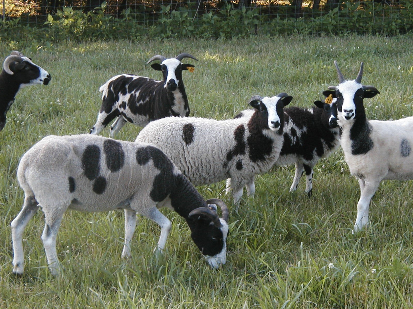 Spotted And Variegated Sheep